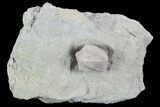 Blastoid (Pentremites) Fossil - Illinois #92222-1